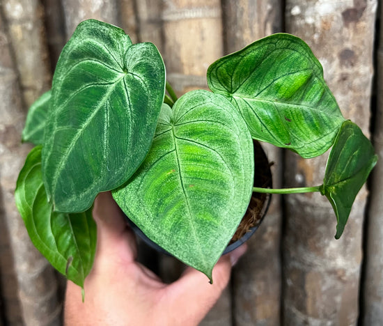 Syngonium &