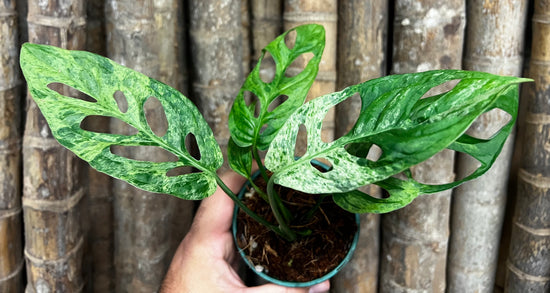 Monstera adansonii &