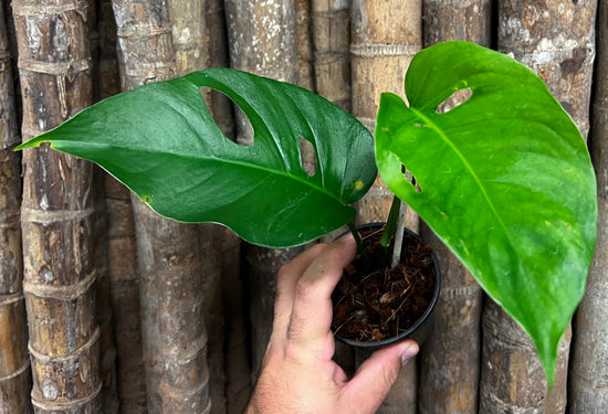 Monstera &