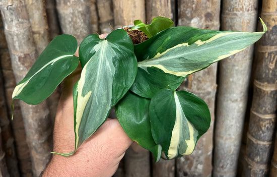 Philodendron &