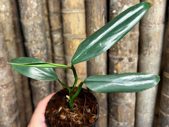 Philodendron &