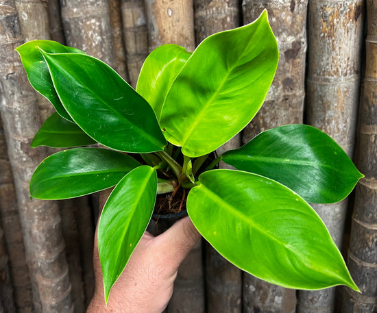 Philodendron &