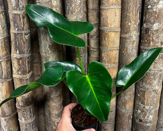 Philodendron &