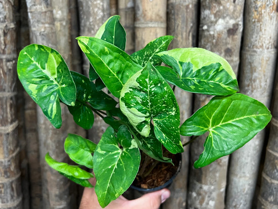 Syngonium &
