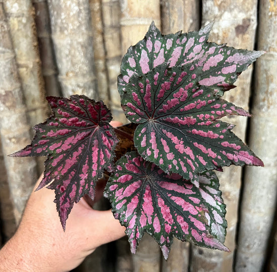Begonia &
