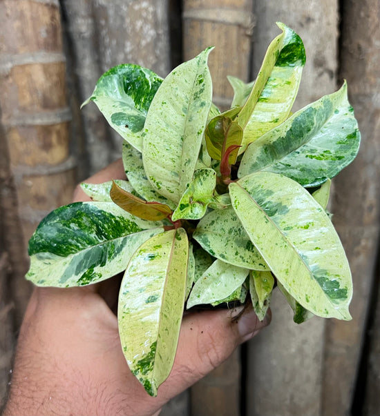 Ficus elastica &