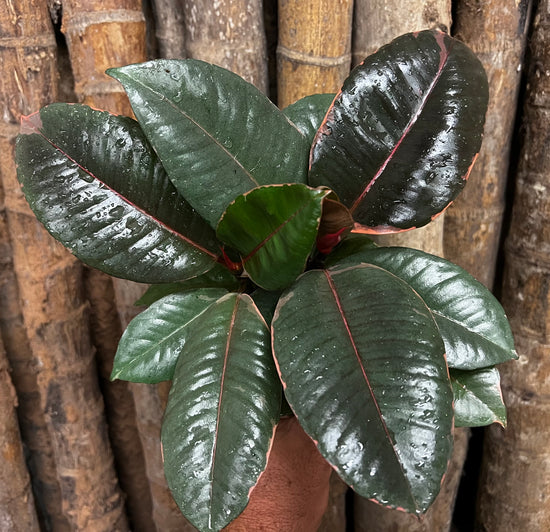 Ficus elastica &