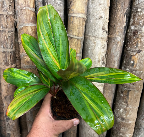 Cordyline &