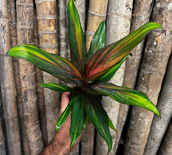 Cordyline &