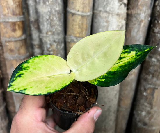 Aglaonema &