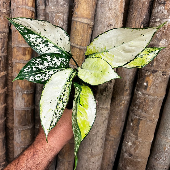 Aglaonema &