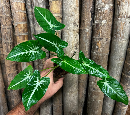 Syngonium &