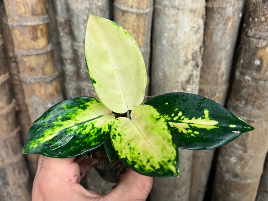 Aglaonema &