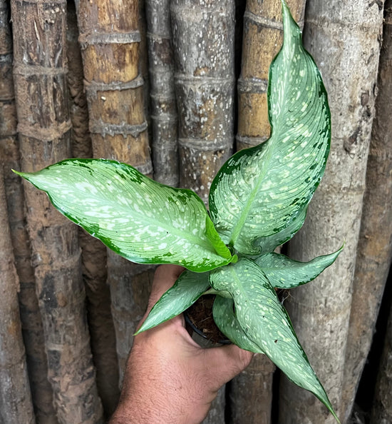 Dieffenbachia &