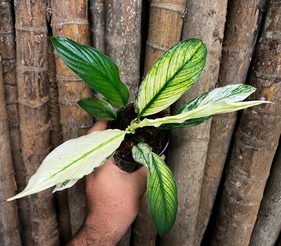 Spathiphyllum &