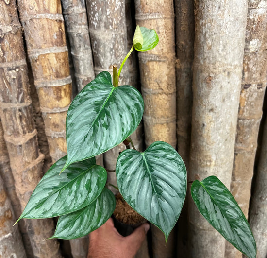 Philodendron &