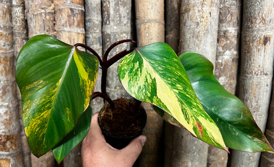 Philodendron &