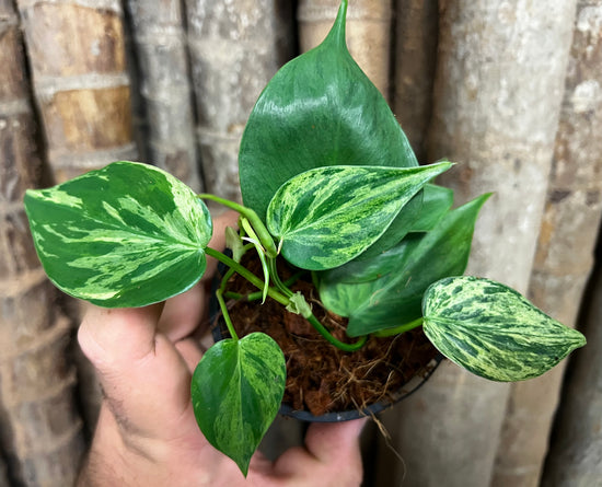 Philodendron &