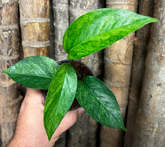 Epipremnum pinnatum &