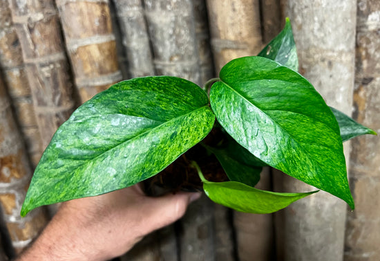 Epipremnum pinnatum &