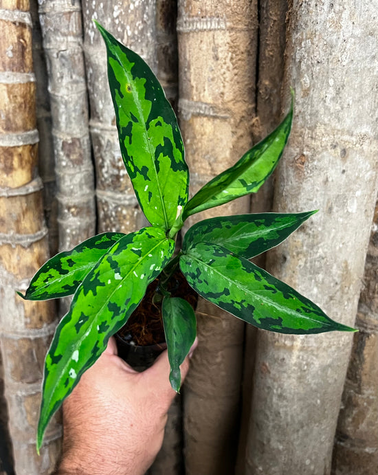 Aglaonema pictum &