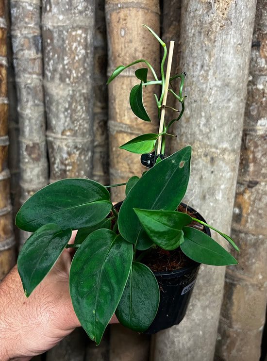 Monstera &