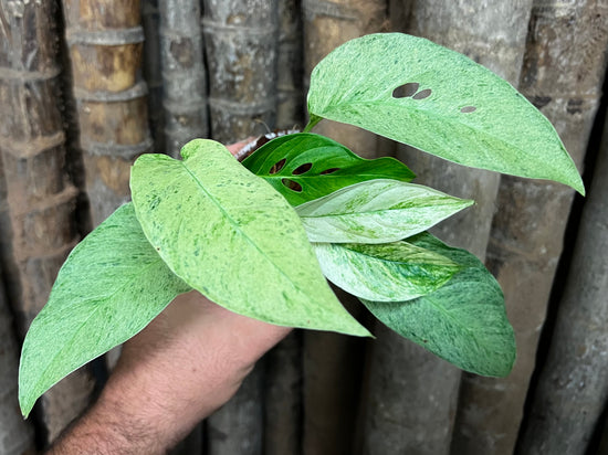 Monstera laniata &