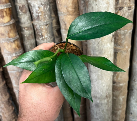 Epipremnum pinnatum &