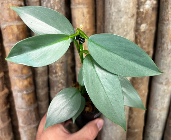 Philodendron &