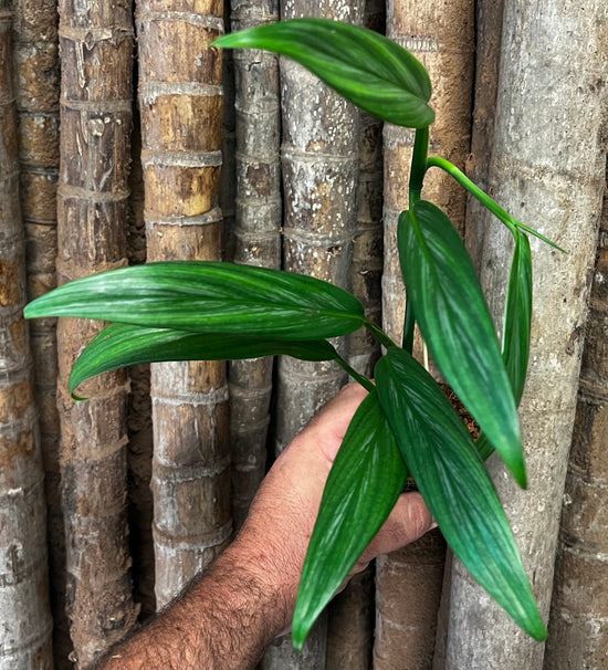 Epipremnum amplissimum &