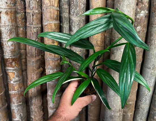 Epipremnum amplissimum &