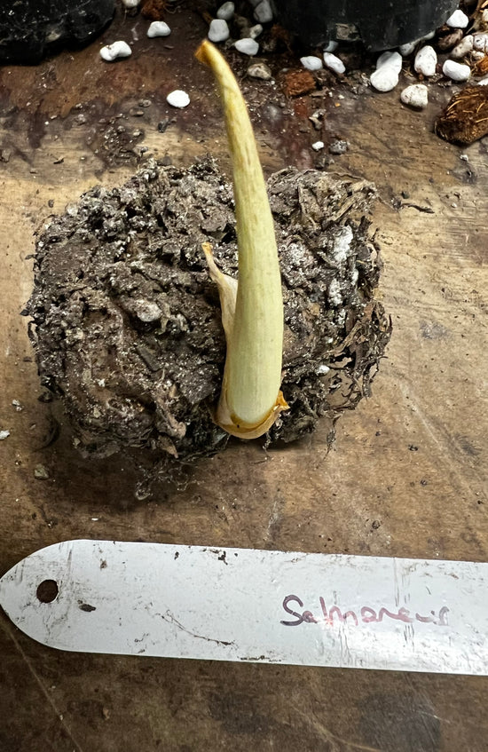 Amorphophallus salmoneus 