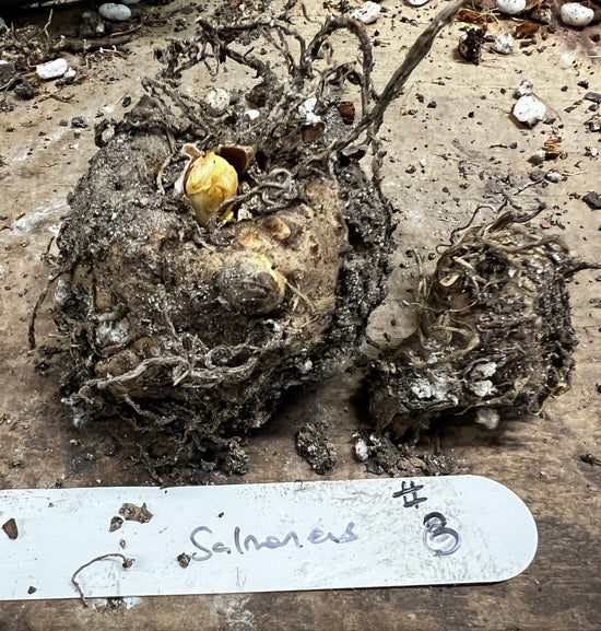 Amorphophallus salmoneus 