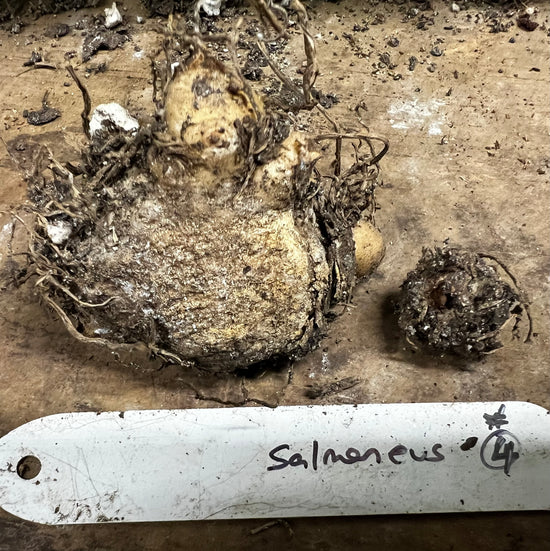 Amorphophallus salmoneus 