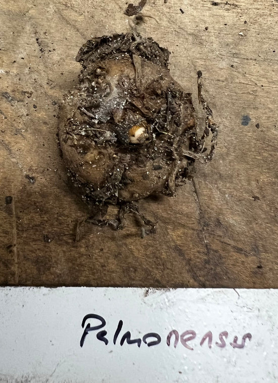 Amorphophallus palawanensis Tuber