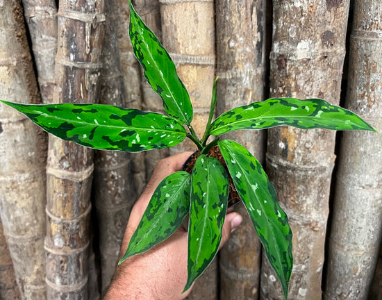 Aglaonema pictum &