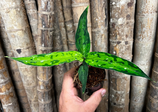 Aglaonema pictum &