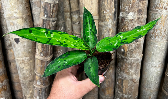 Aglaonema pictum &