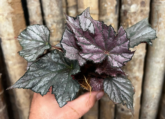 Fancy Begonia E14