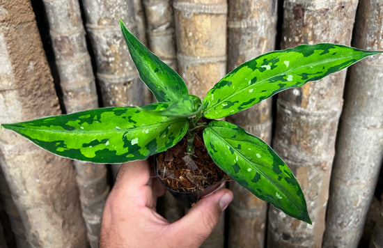 Aglaonema pictum &