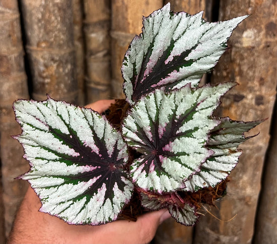 Begonia &