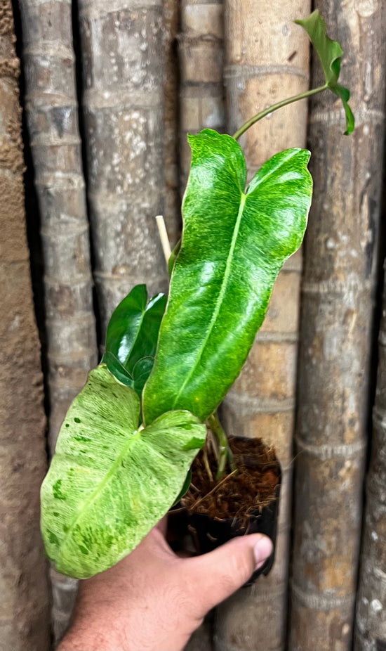 Philodendron &