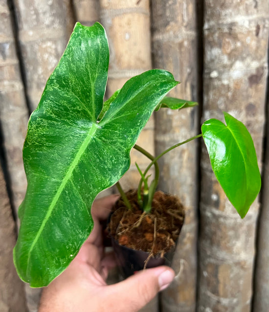 Philodendron &