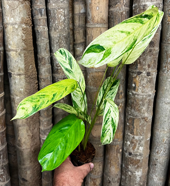 Ctenanthe &