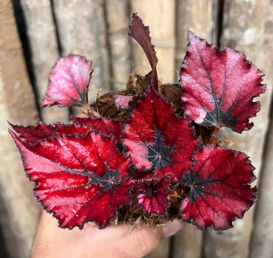 Begonia &