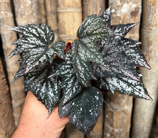 Begonia &