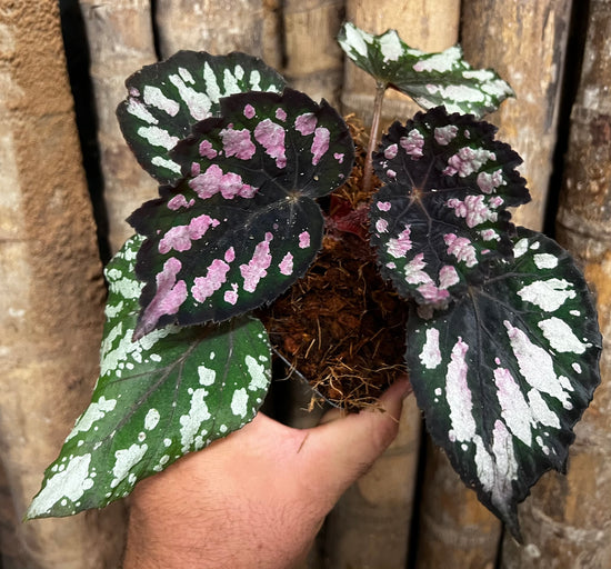 Fancy Begonia E26