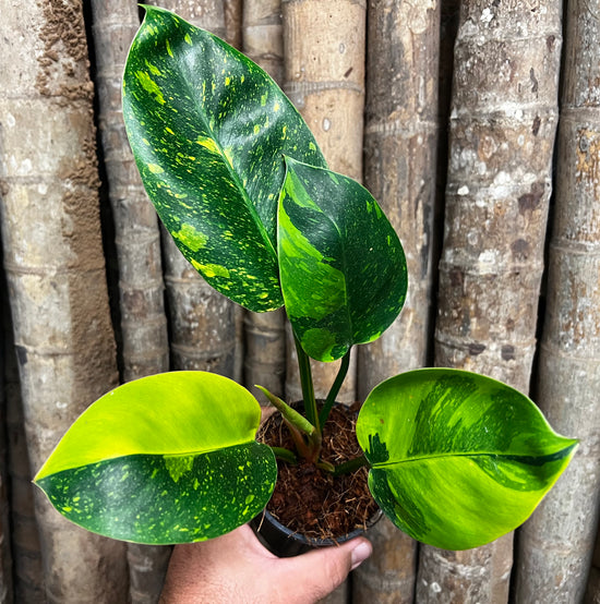 Philodendron &