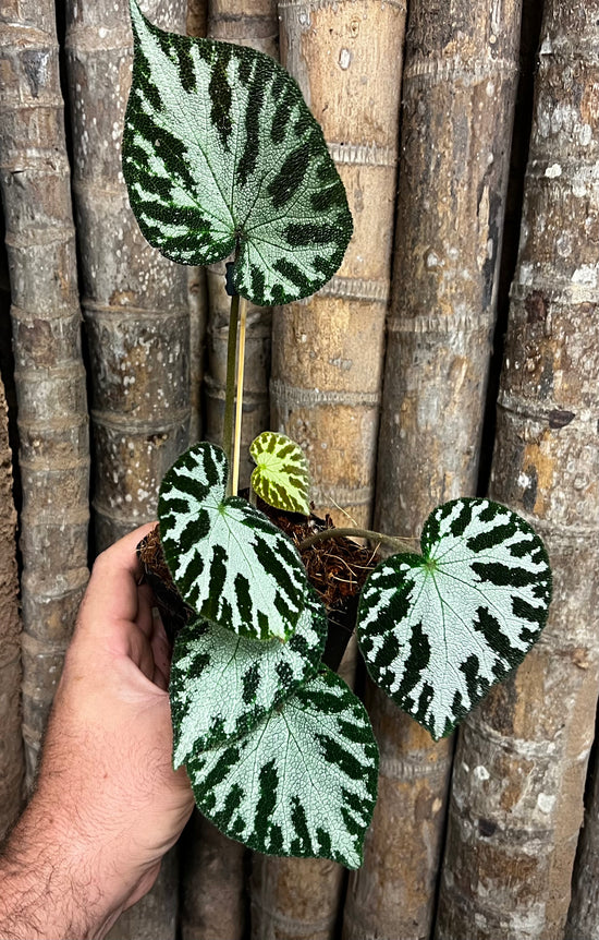 Begonia &