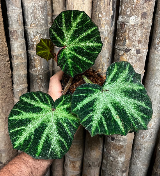 Begonia &